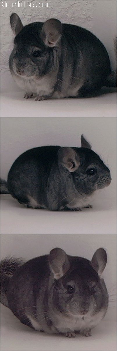 3094 Standard ( ebony carrier ) Female Chinchilla