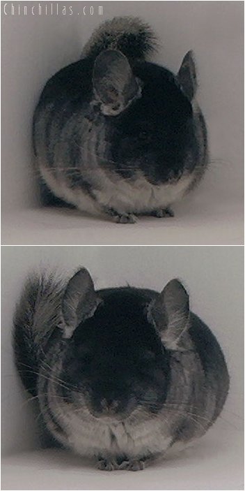 3059 Black Velvet Male Chinchilla