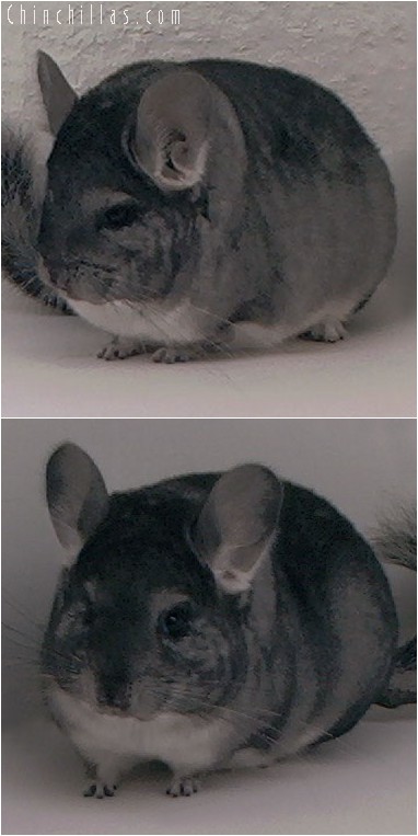 4001 Top Show Quality Standard Female Chinchilla