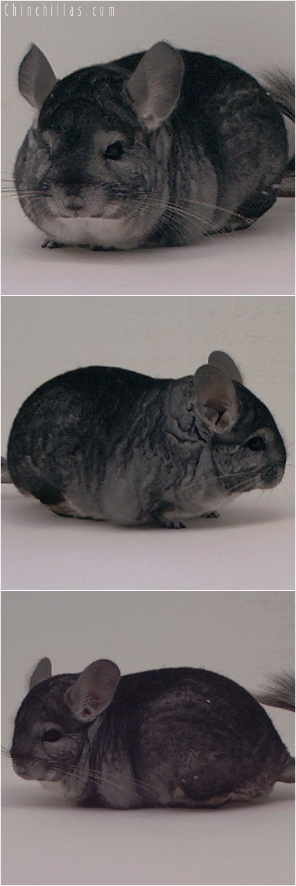 4003 Show Quality Standard Male Chinchilla