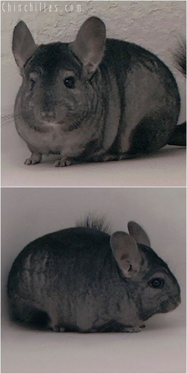 3139 Show Quality Hetero Ebony Female Chinchilla