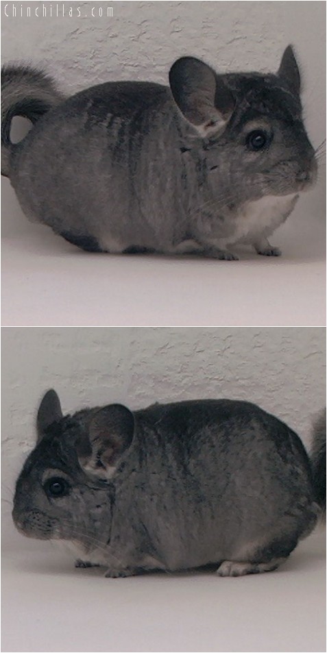 3090 Show Quality Standard Female Chinchilla