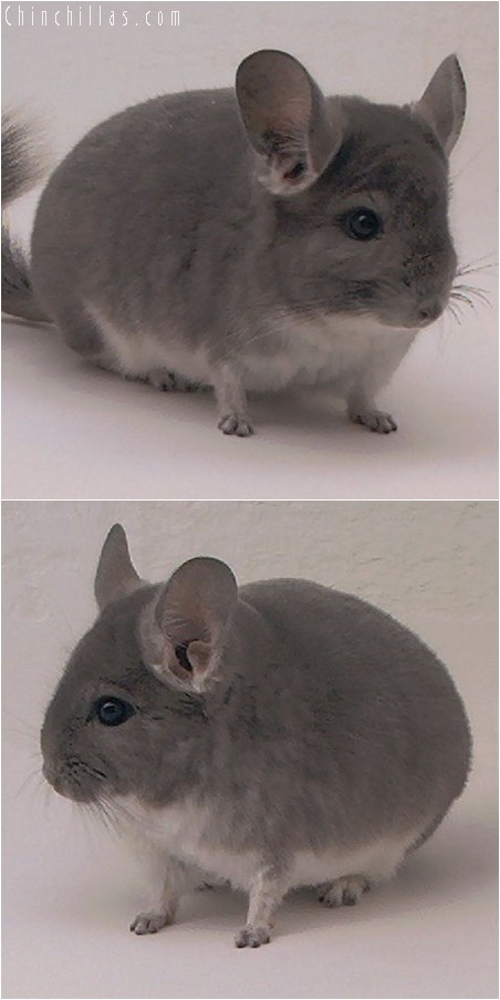 3123 Showable Violet Male Chinchilla