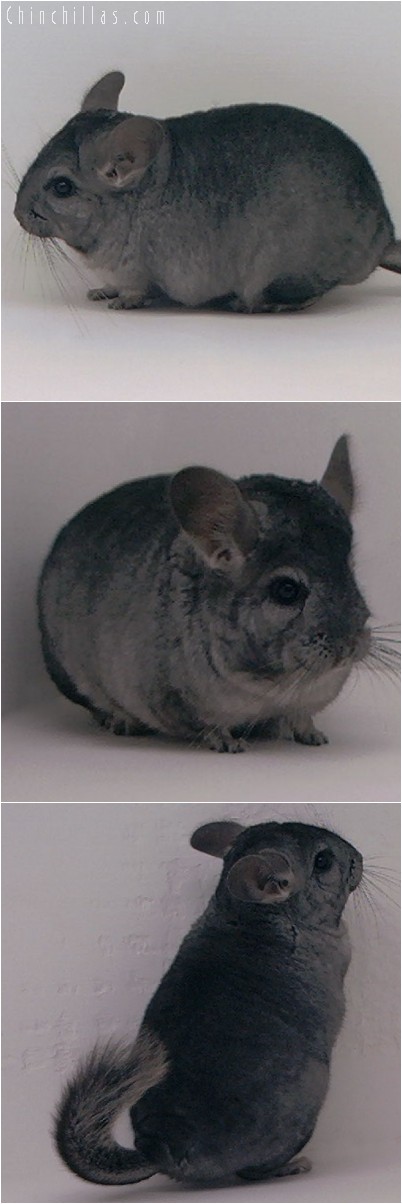 3125 Show Quality Hetero Ebony Female Chinchilla