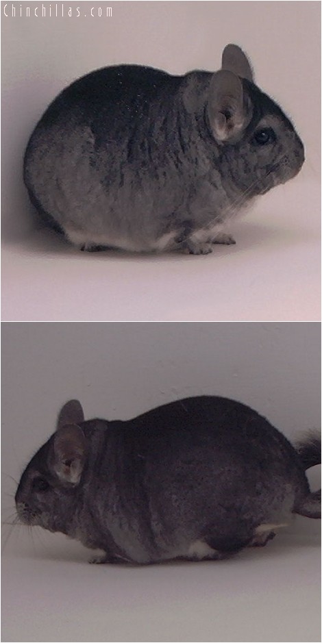 3095 Standard Male Chinchilla