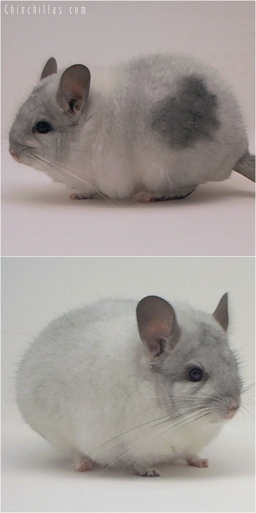 3121 Top Show Quality Unusual Mosaic Male Chinchilla