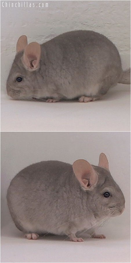 3082 Beige Female Chinchilla