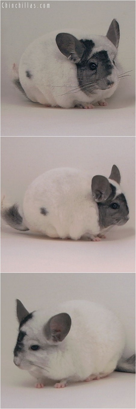 4029 Extreme Mosaic Male Chinchilla