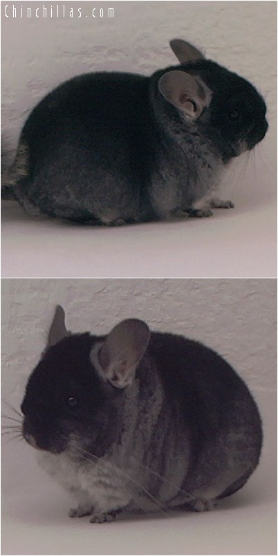 4042 Show Quality Black Velvet Female Chinchilla