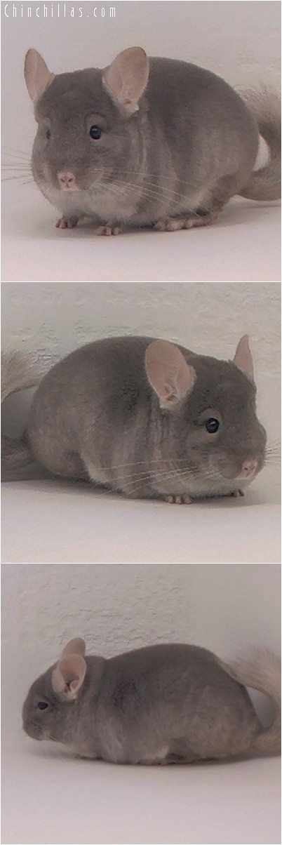 4041 TOV Beige / Brown Velvet Female Chinchilla