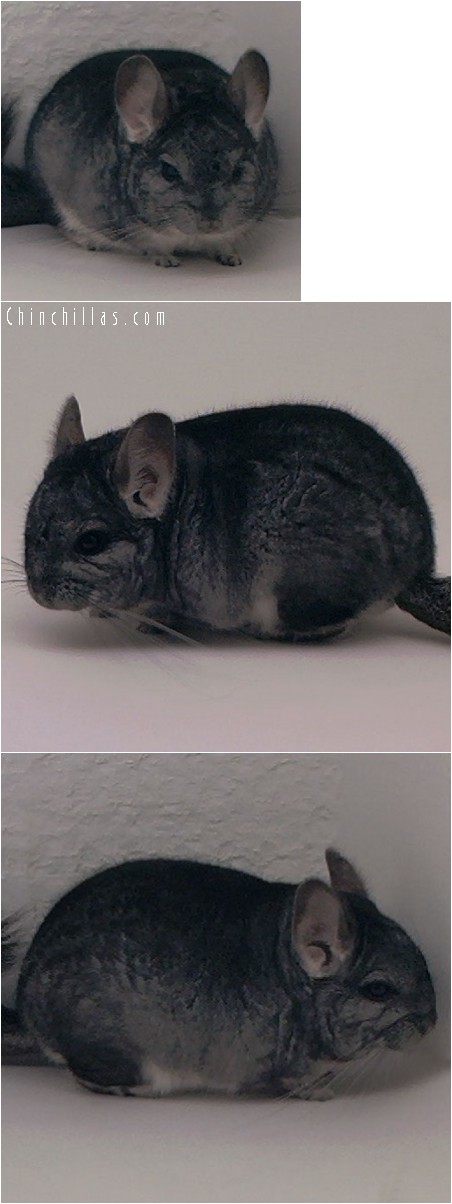 4015 Standard Dwarf / Mini Male Chinchilla