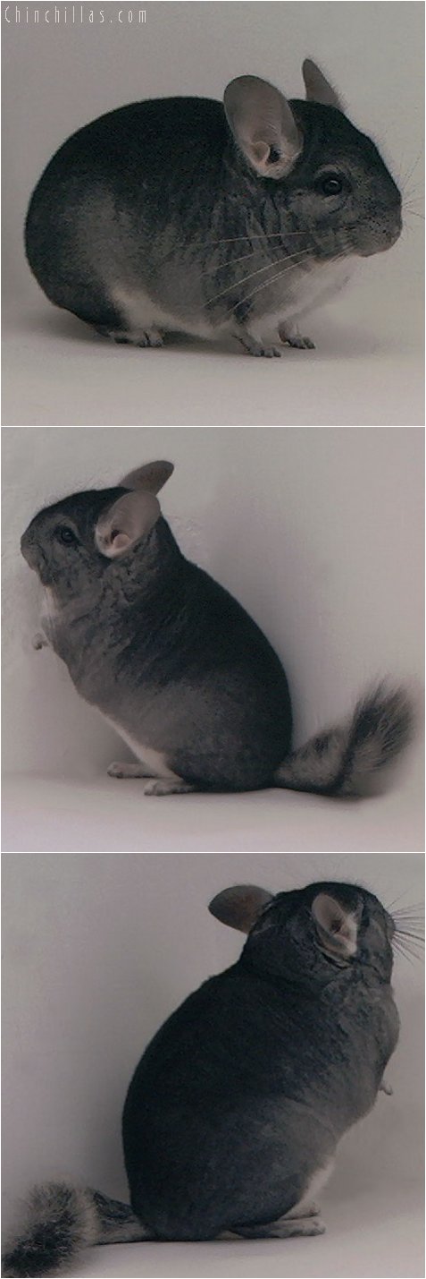 3055 Show Quality Standard Female Chinchilla