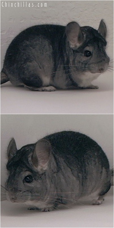 3128 Show Quality Standard Male Chinchilla