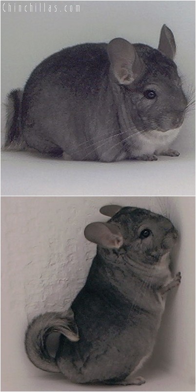 4008 Show Quality Standard Female Chinchilla