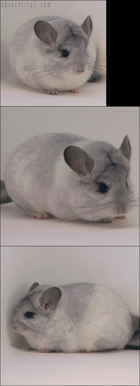 4017 Show Quality Silver Mosaic Female Chinchilla