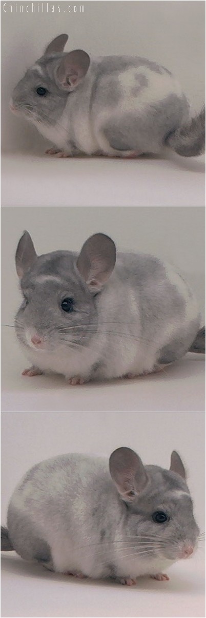 4043 Show Quality Splotchy Mosaic Male Chinchilla