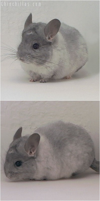 4039 White Mosaic Female Chinchilla