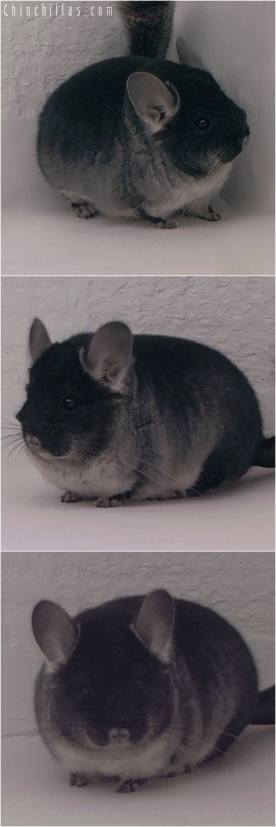 4045 Show Quality Black Velvet Female Chinchilla