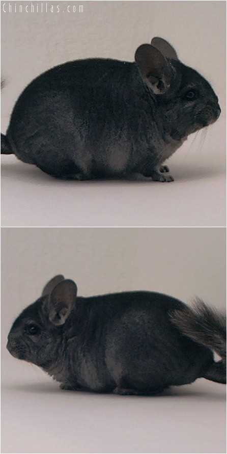 3129 Top Show Quality Ebony Female Chinchilla