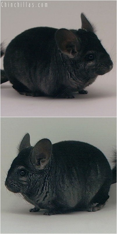 3131 Top Show Quality Ebony Male Chinchilla