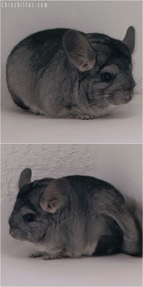 3087 Large Show Quality Standard Female Chinchilla