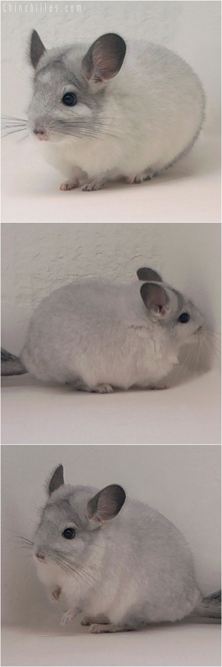 4060 White Mosaic ( Sapphire Carrier ) Female Chinchilla