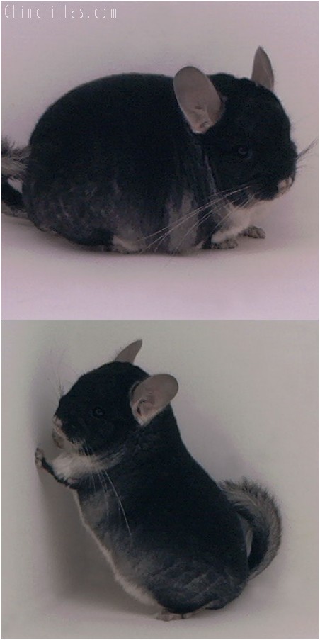 4057 Show Quality Blocky Black Velvet Male Chinchilla