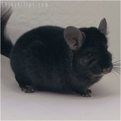 4064 Ebony Dwarf / Mini Male Chinchilla