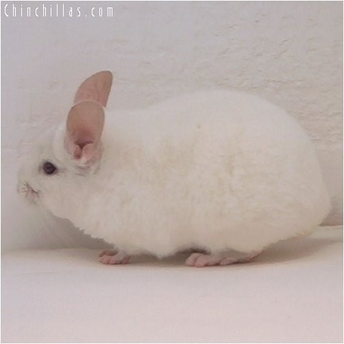 3086 Pink White Female Chinchilla