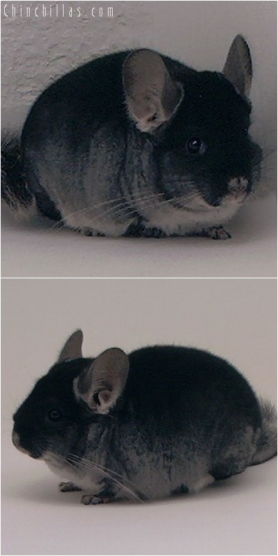 4007 Show Quality Black Velvet Male Chinchilla