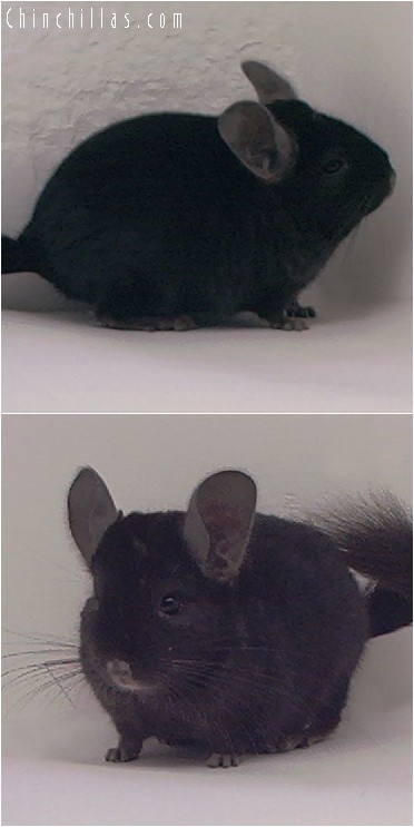 4065 Ebony Female Chinchilla