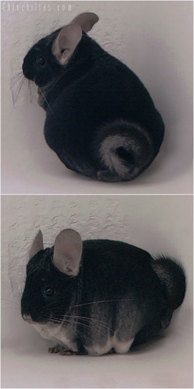 4055 Class Champion Black Velvet Male Chinchilla