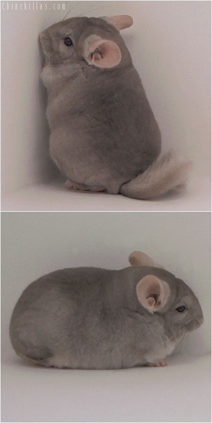 4070 Show Quality Beige Male Chinchilla