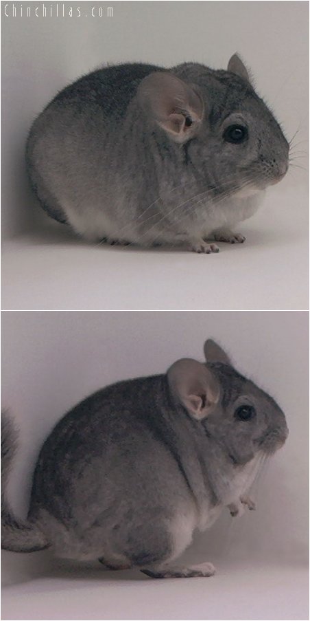 3072 Show Quality Large Standard Female Chinchilla