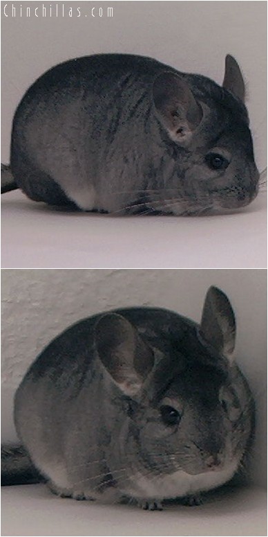 3143 Premium Production Quality Standard Female Chinchilla