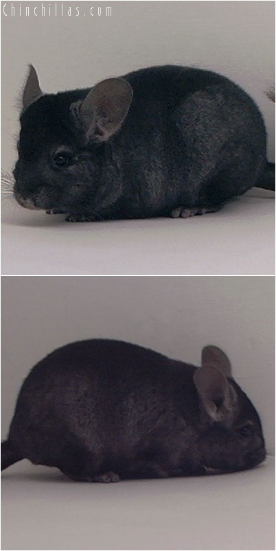 3141 Show Quality Ebony Female Chinchilla