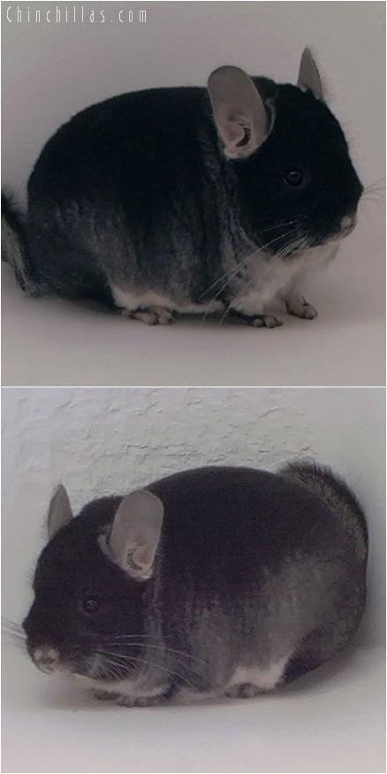 4056 Show Quality Black Velvet Male Chinchilla