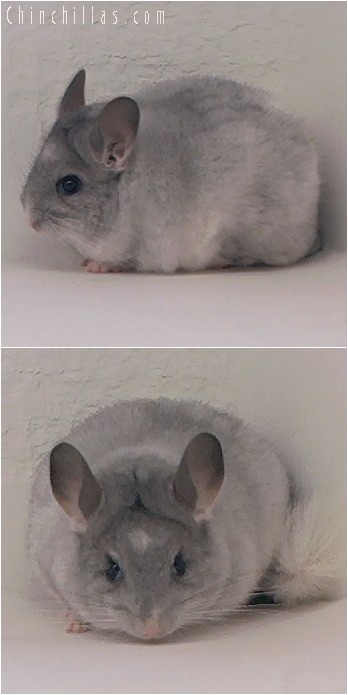 4048 Splotchy Mosaic Female Chinchilla