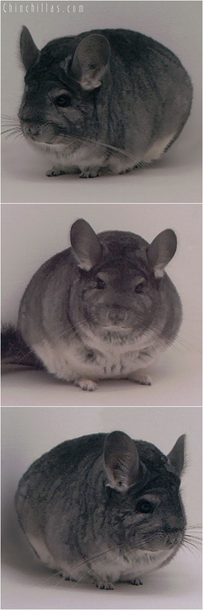 4013 Large Show Quality Standard Female Chinchilla