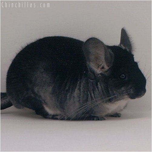 3046 Show Quality Black Velvet Female Chinchilla