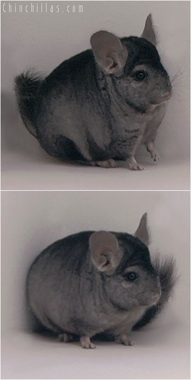 4014 Show Quality Hetero Ebony Male Chinchilla