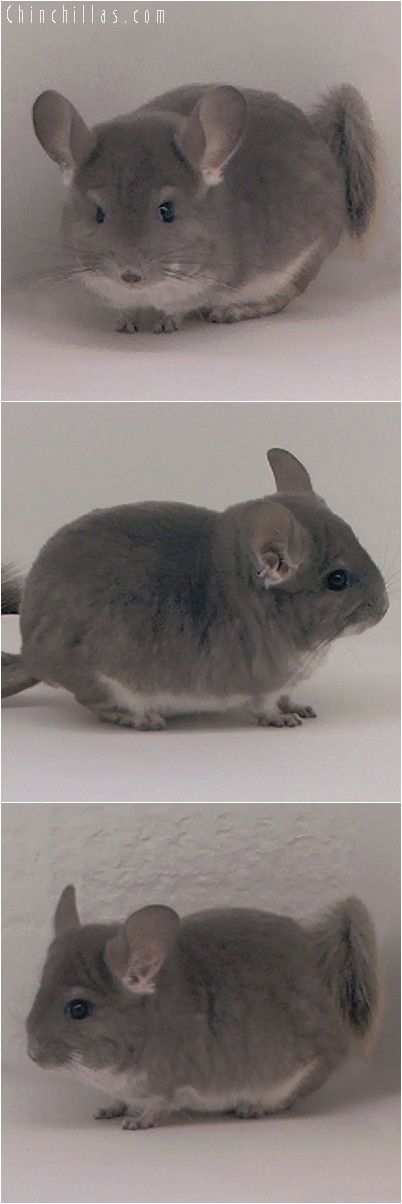 3124 Show Quality Violet Male Chinchilla