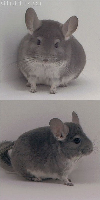 4071 Violet Male Chinchilla