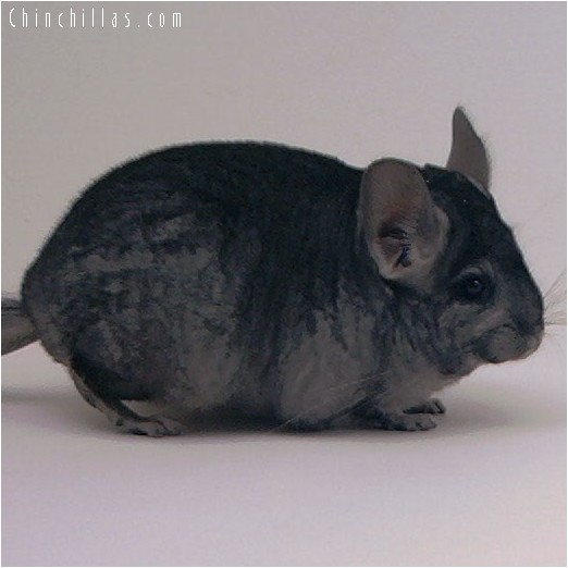 4049 Show Quality Ebony ( Violet Carrier ) Female Chinchilla