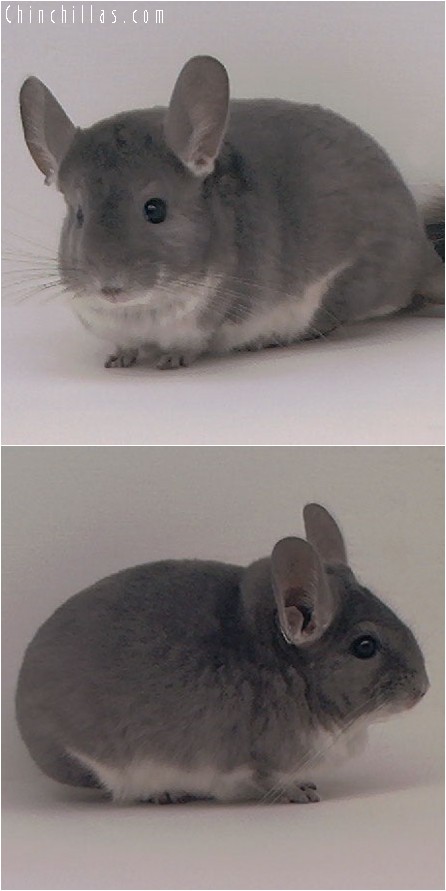 4066 Show Quality Violet Female Chinchilla