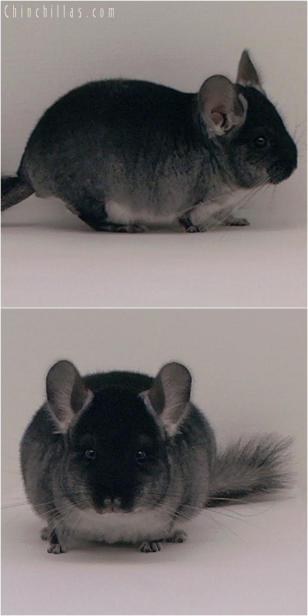 4067 Black Velvet ( Violet Carrier ) Male Chinchilla