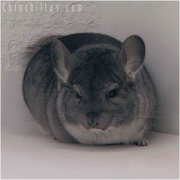 4040 Show Quality Standard Male Chinchilla