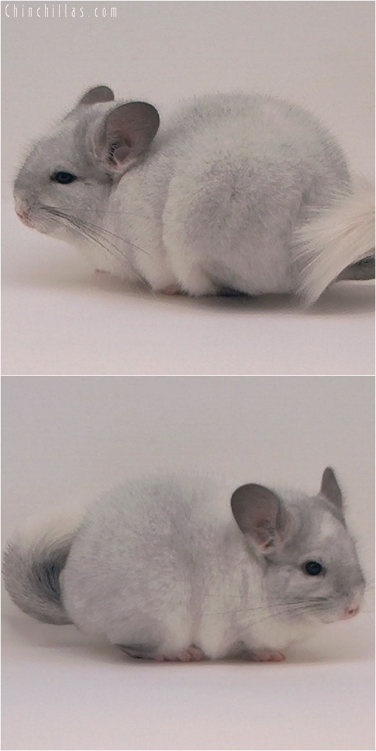 4083 Top Show Quality White Mosaic Female Chinchilla