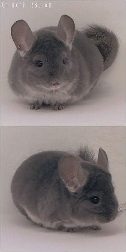 4076 Show Quality Violet Male Chinchilla