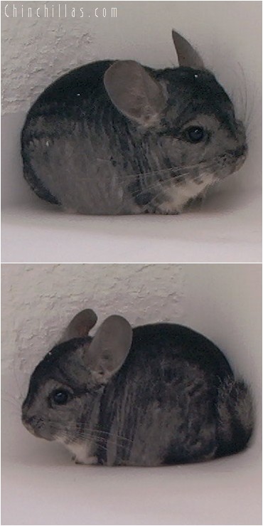 4088 Standard Dwarf / Mini Male Chinchilla